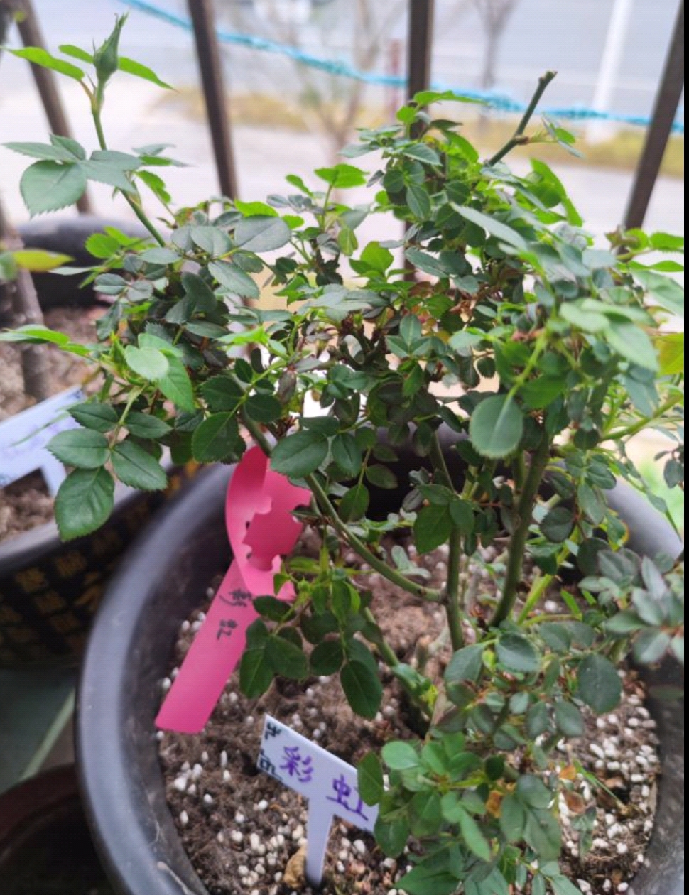 花苞