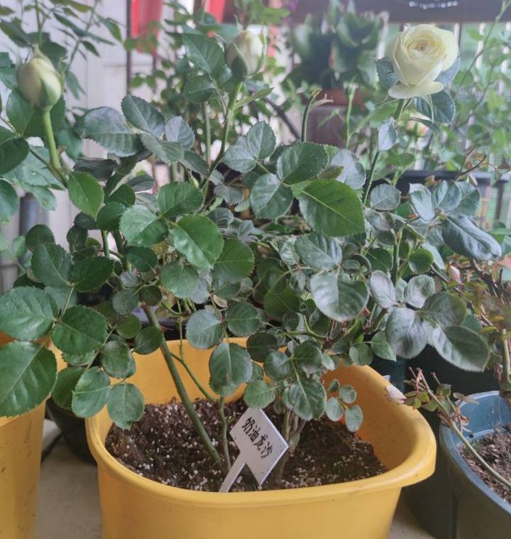 奶油
