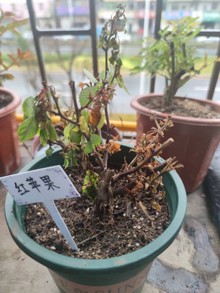 枯