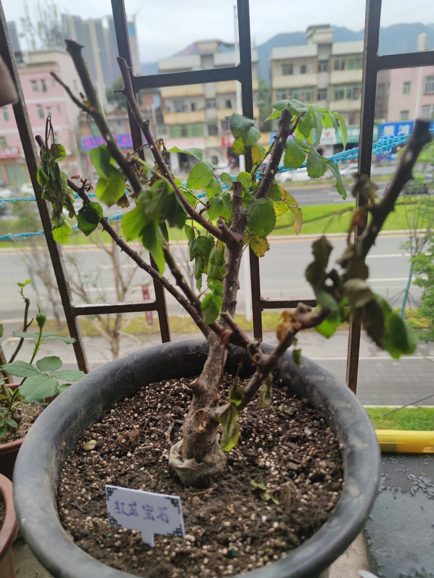 枯