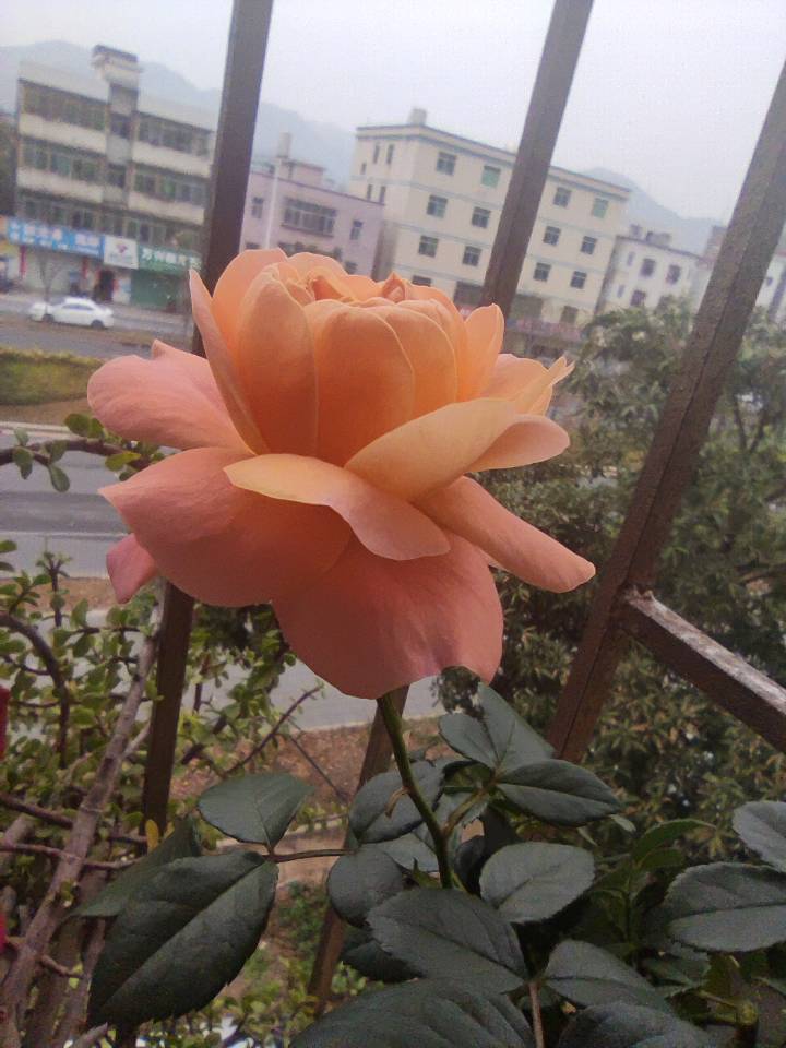 好