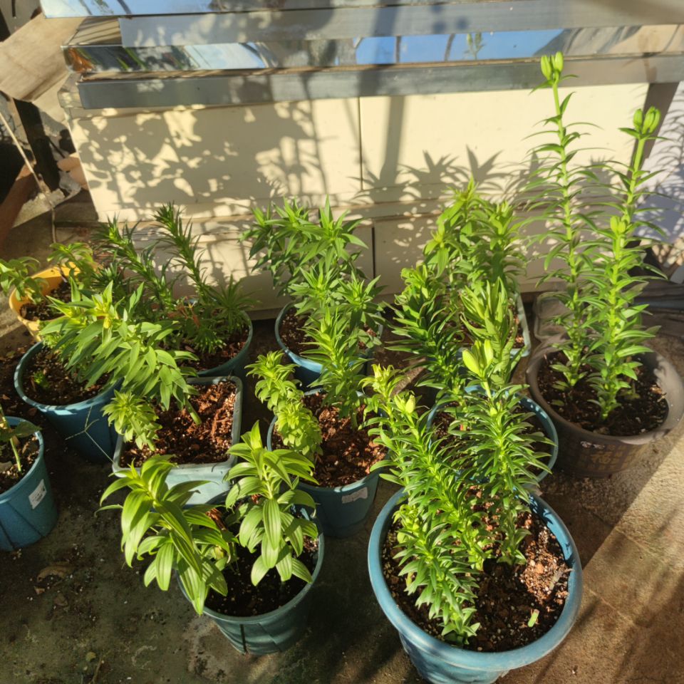 百合