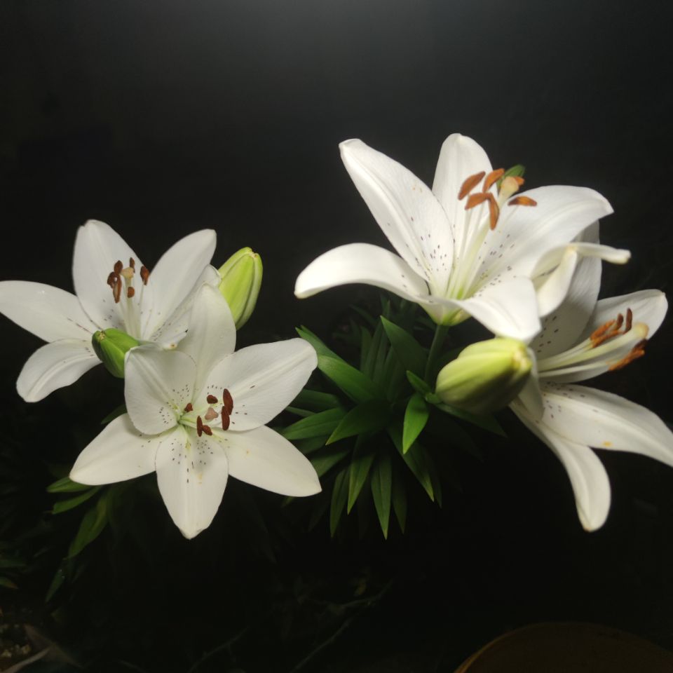 百合