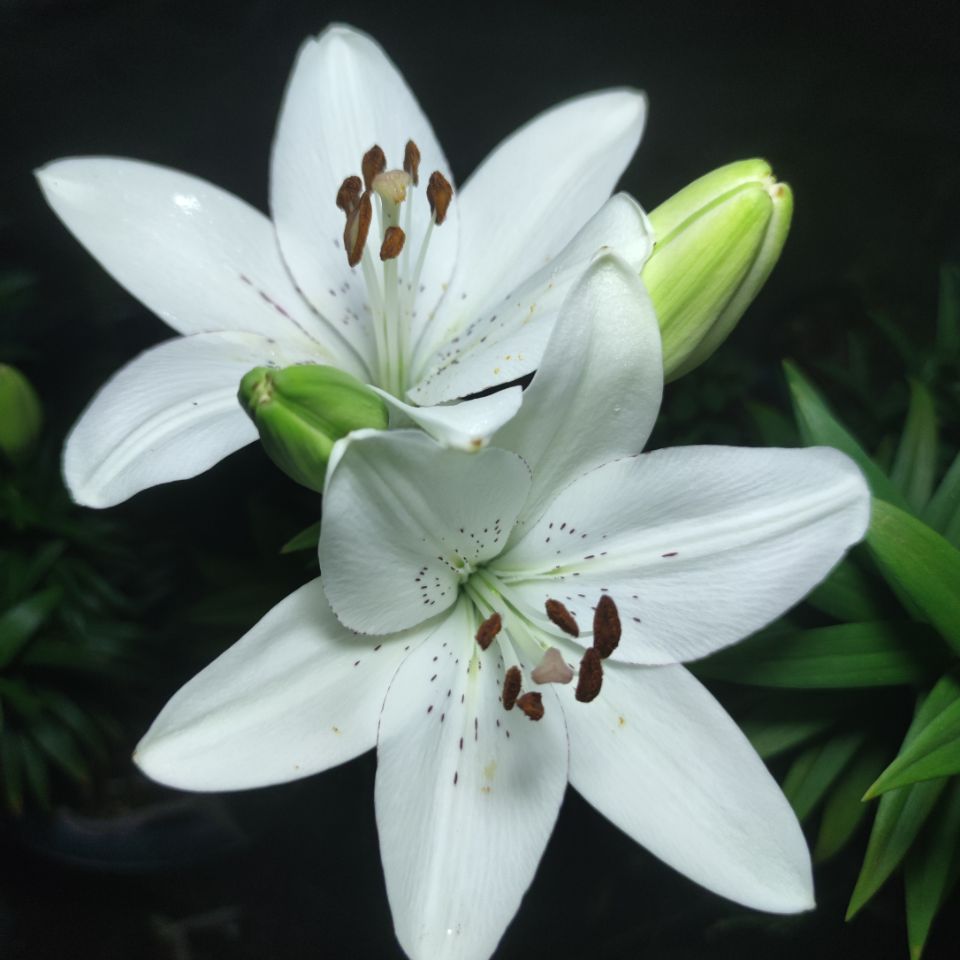 百合