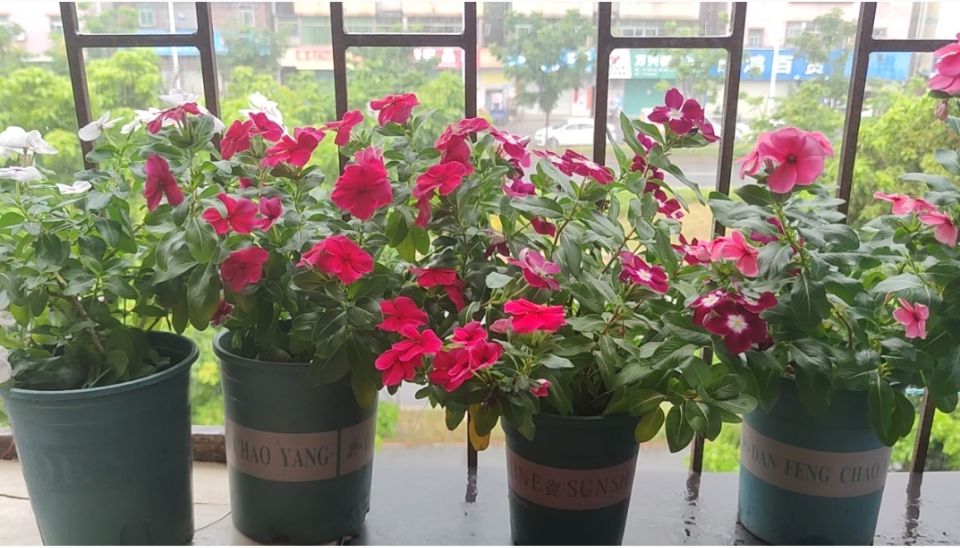 长春花