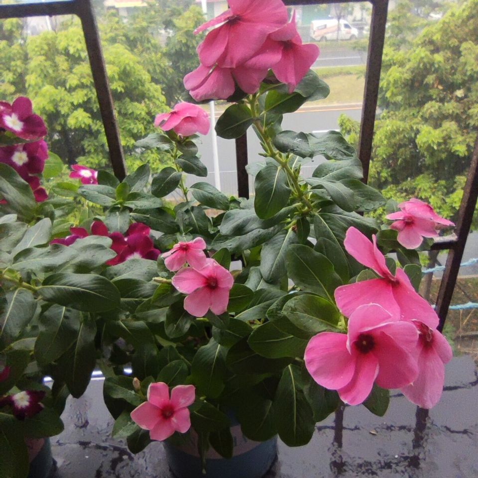 长春花