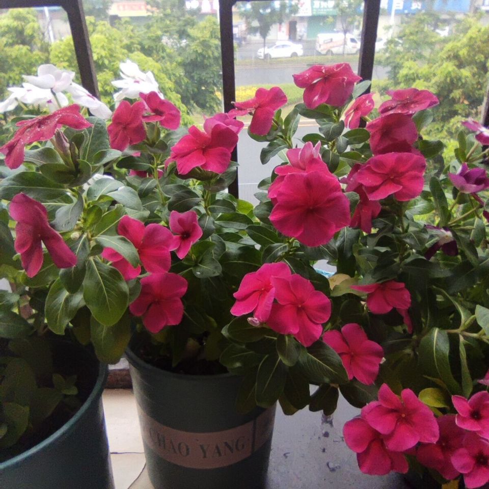 长春花