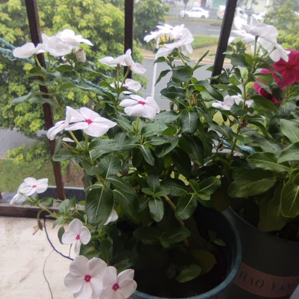 长春花