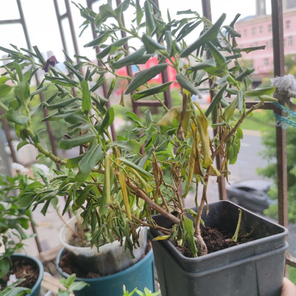 长春花