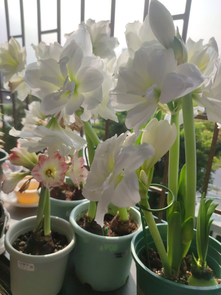 朱