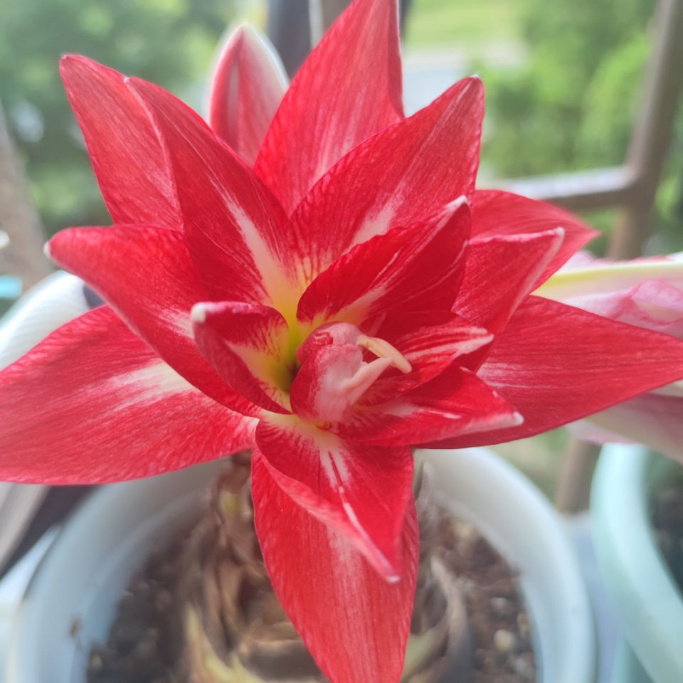 朱