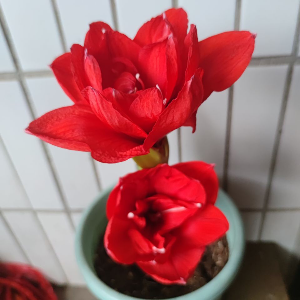 朱