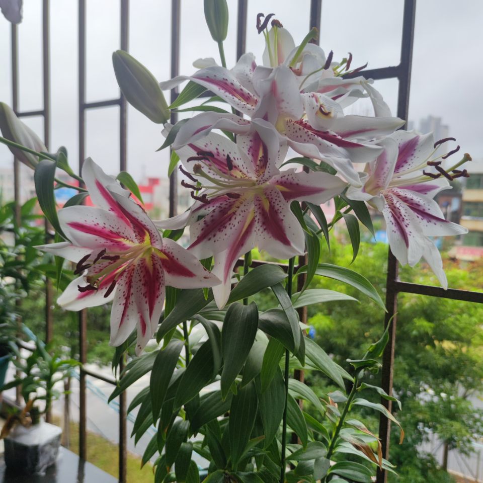 花