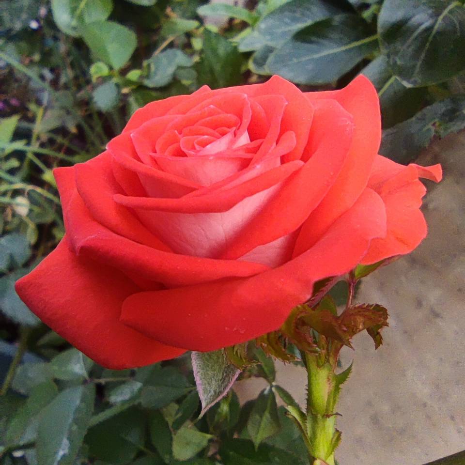 花