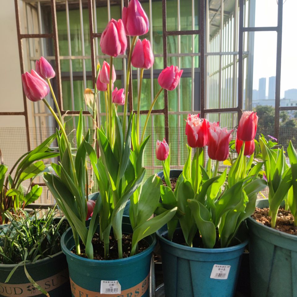 花