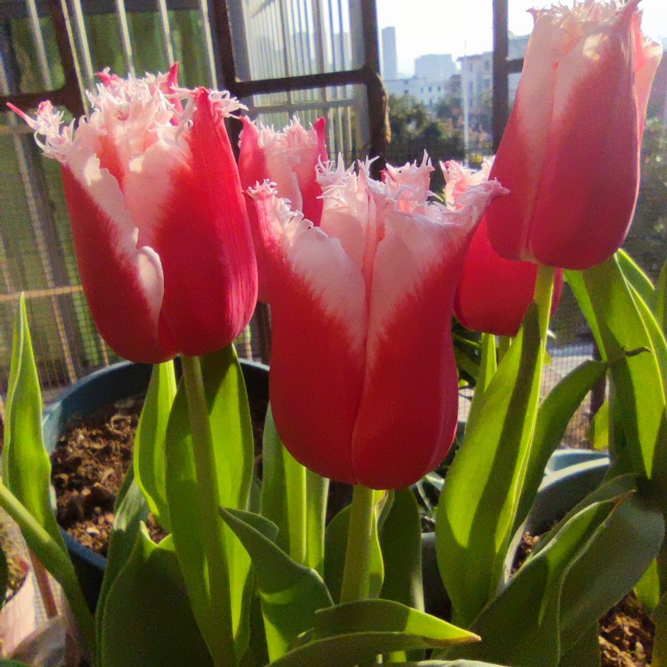 花