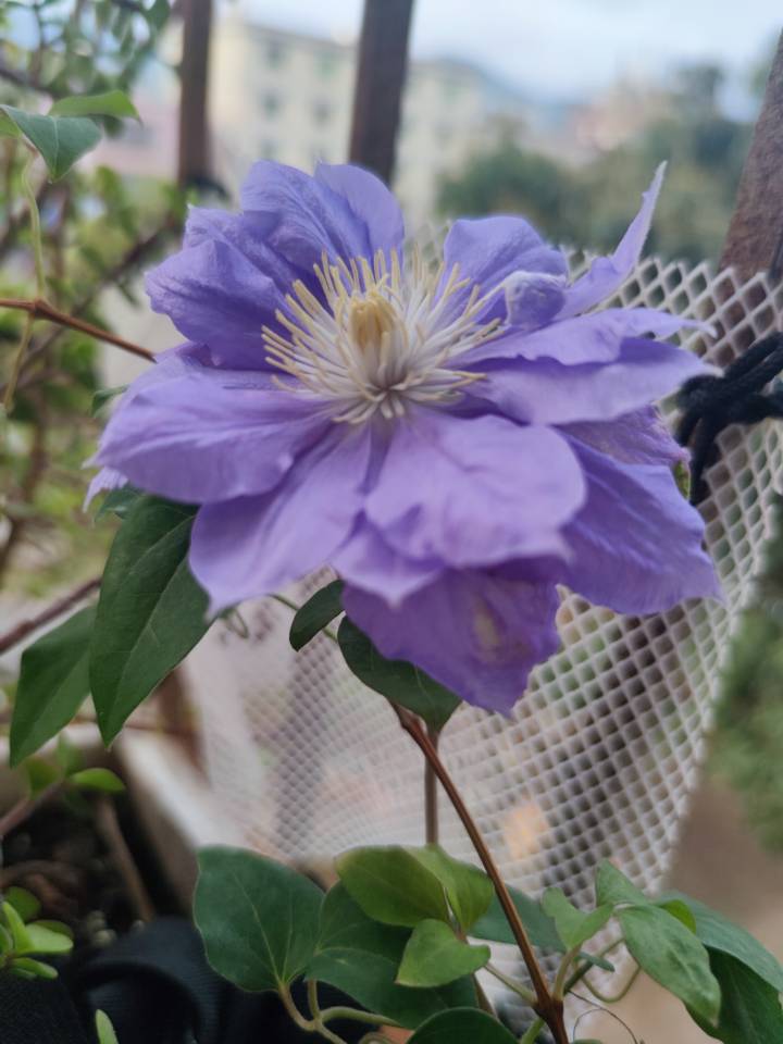 好