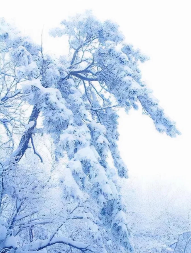 要知松高洁，待到雪化时！