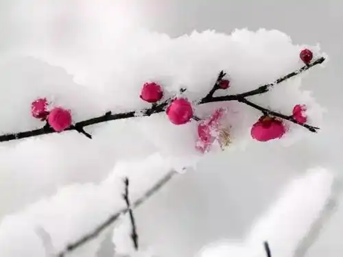 千年比肩