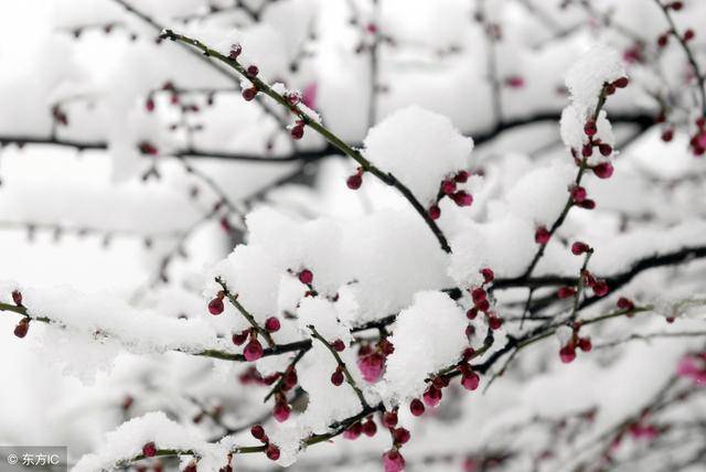梅须逊雪三分白 , 雪却输梅一段香