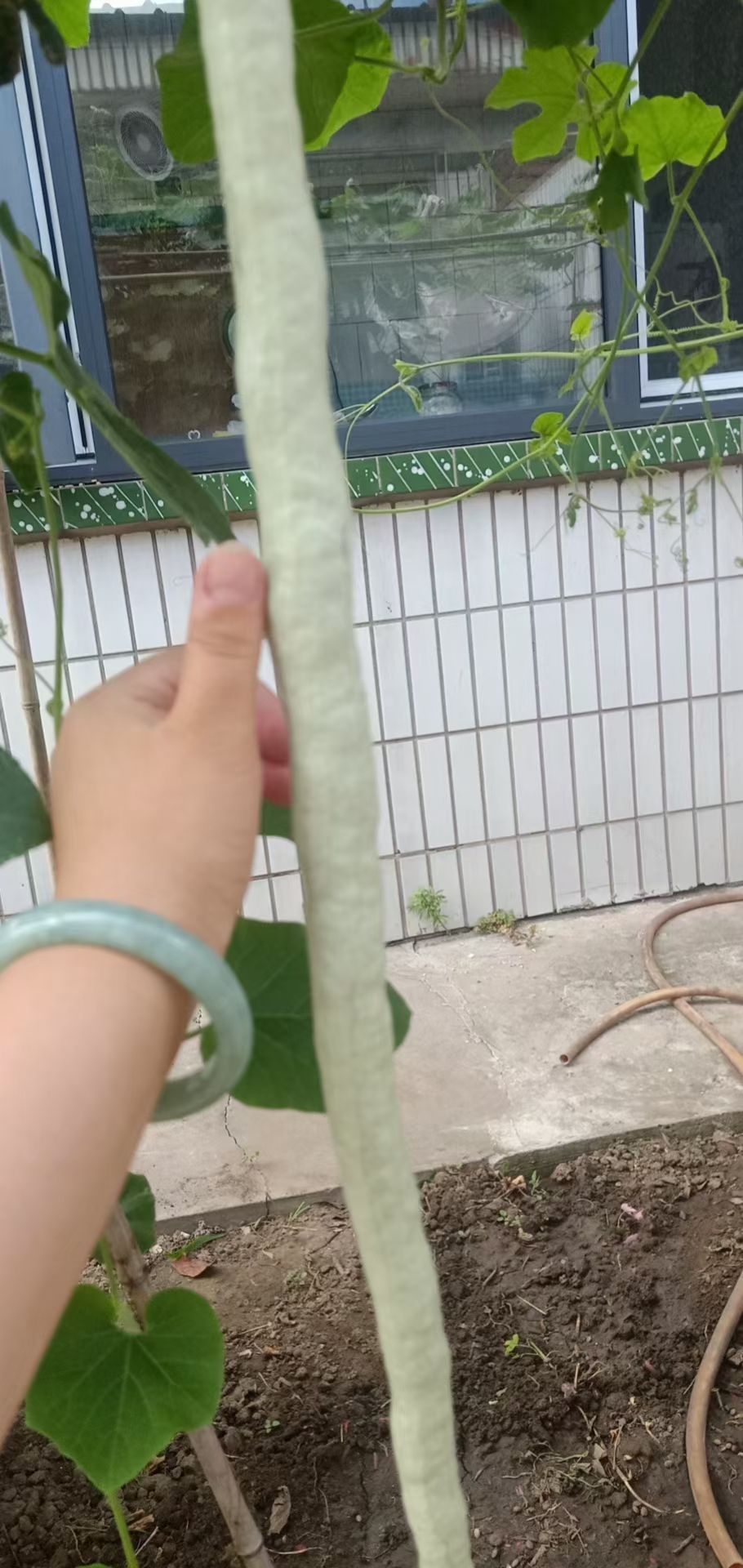 蛇豆