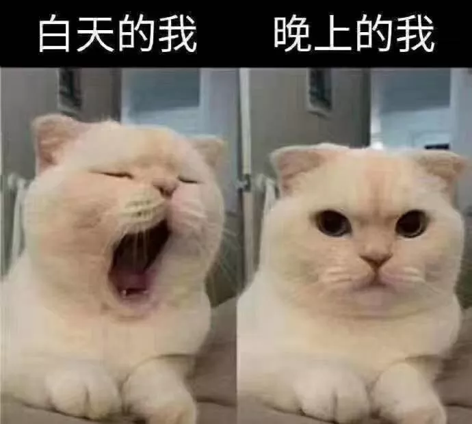 新来的