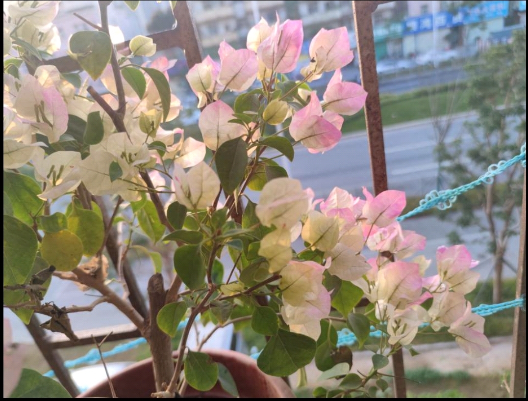 情窦初开