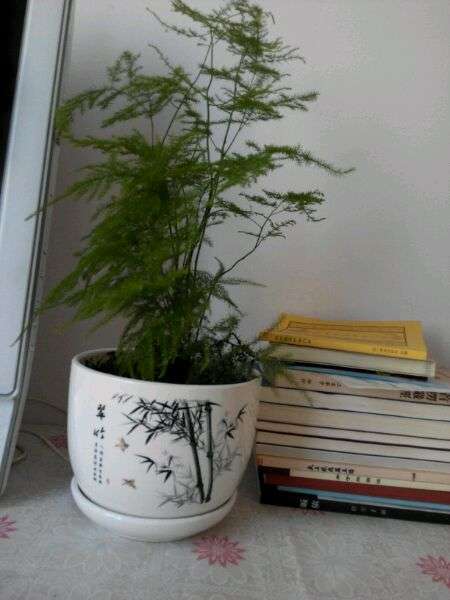 我养的草