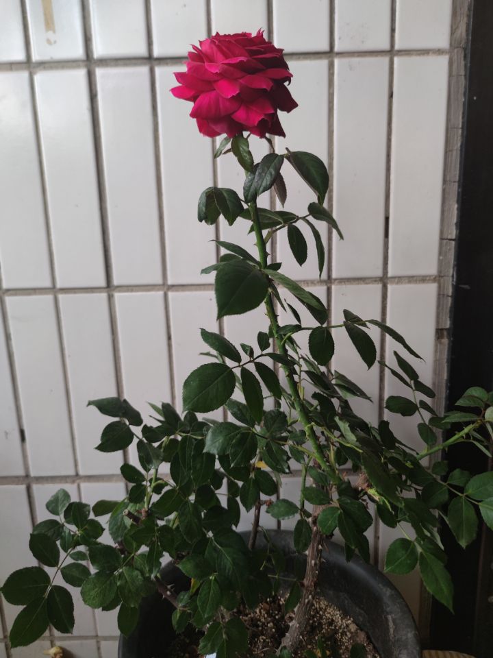 一枝独秀