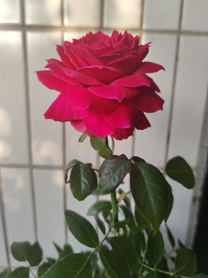 一枝独秀