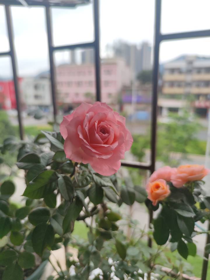 永远的科莫