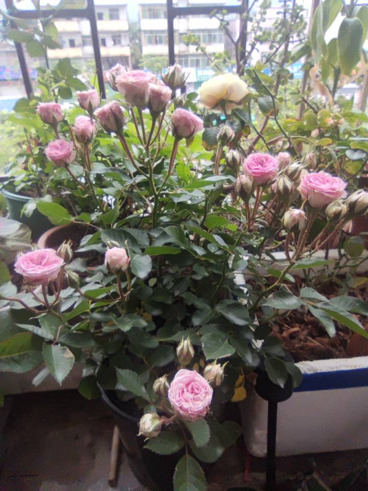 小伊甸园