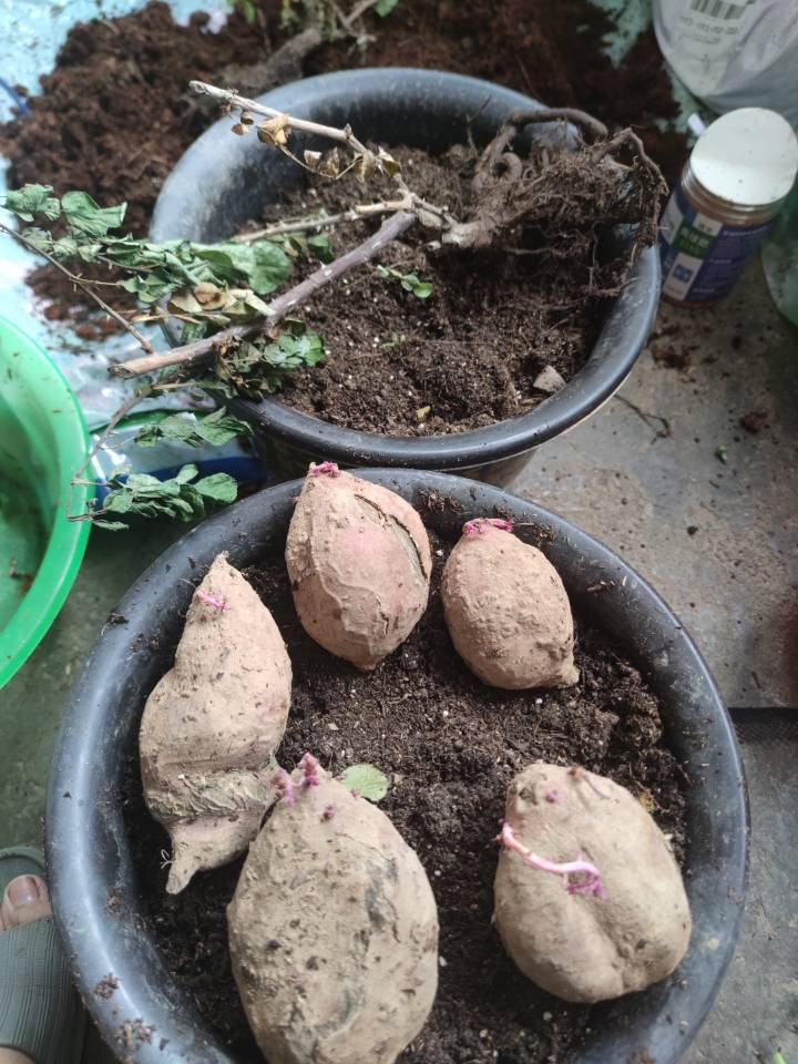 红薯叶吃不腻