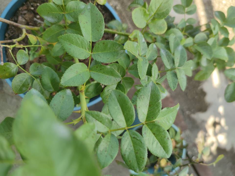 蓟马与黑斑