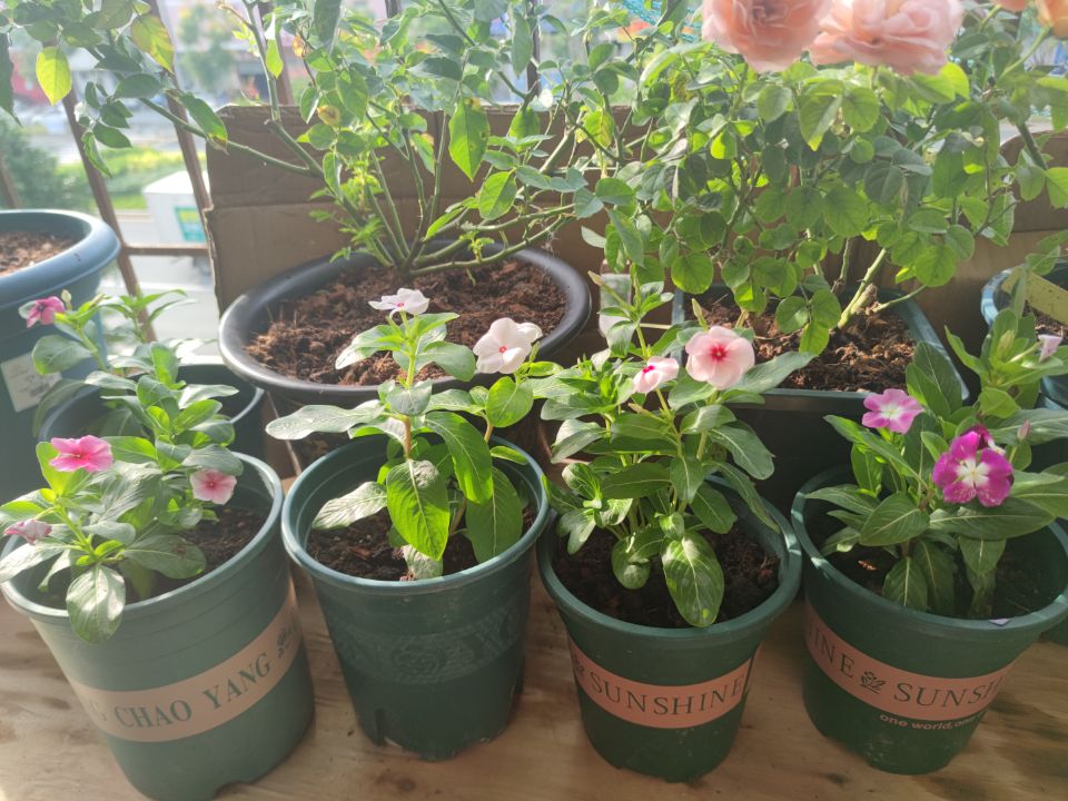 长春花与绣球