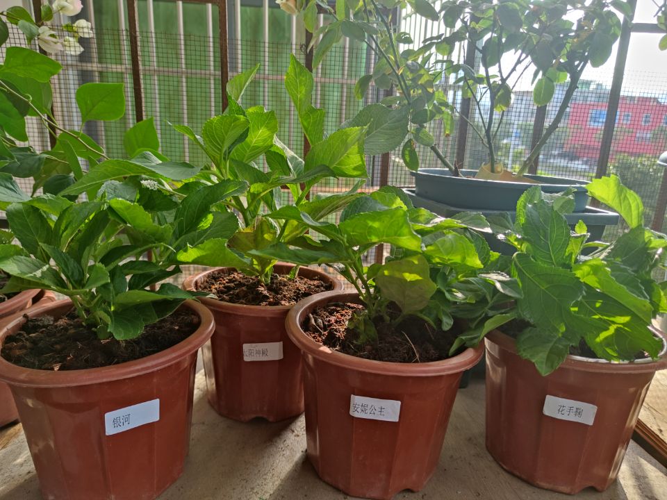 长春花与绣球