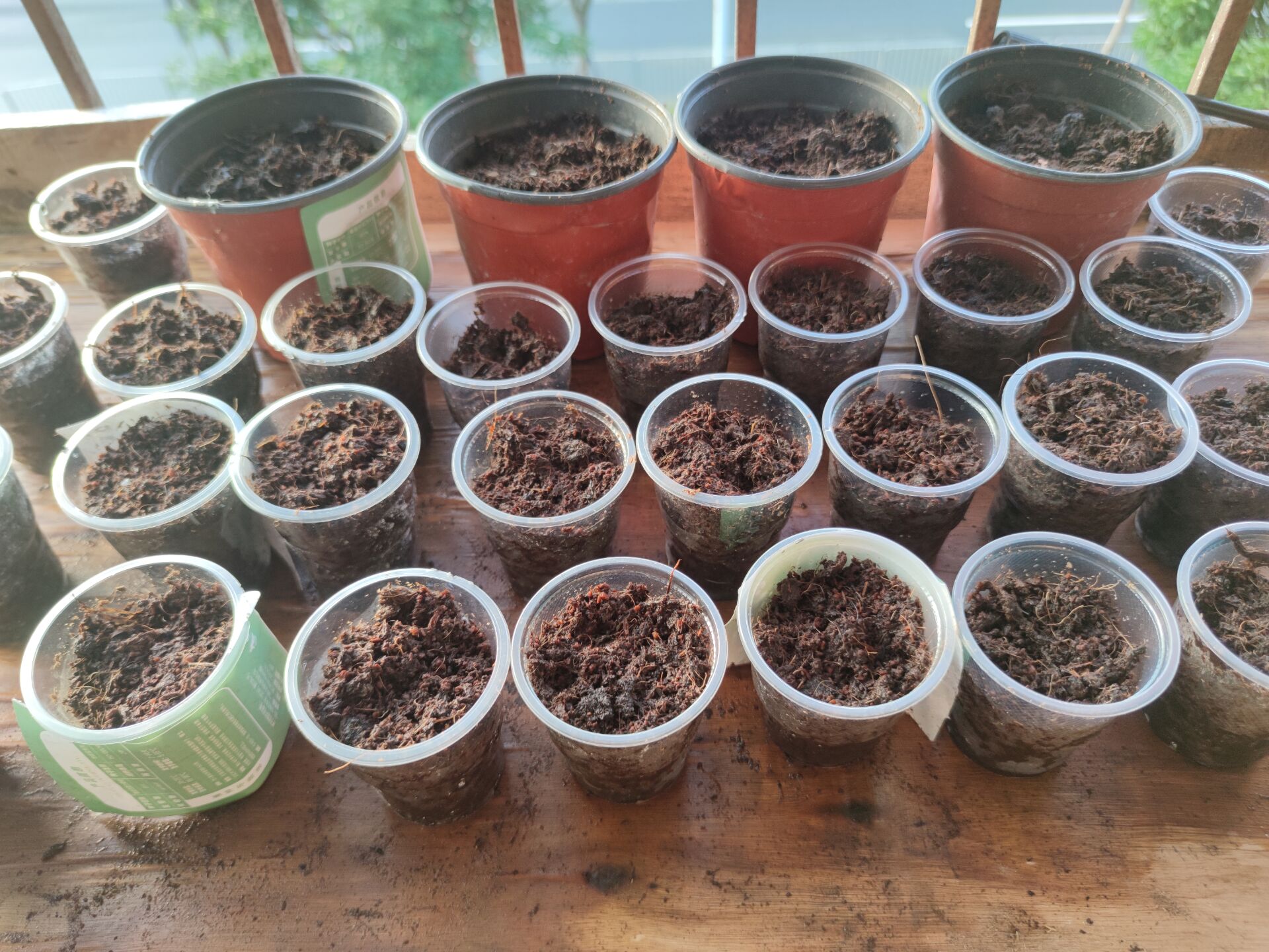种樱桃番茄