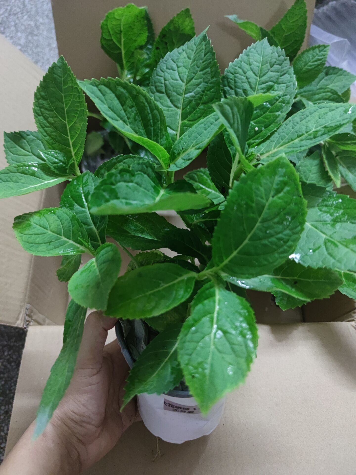 无尽夏绣球