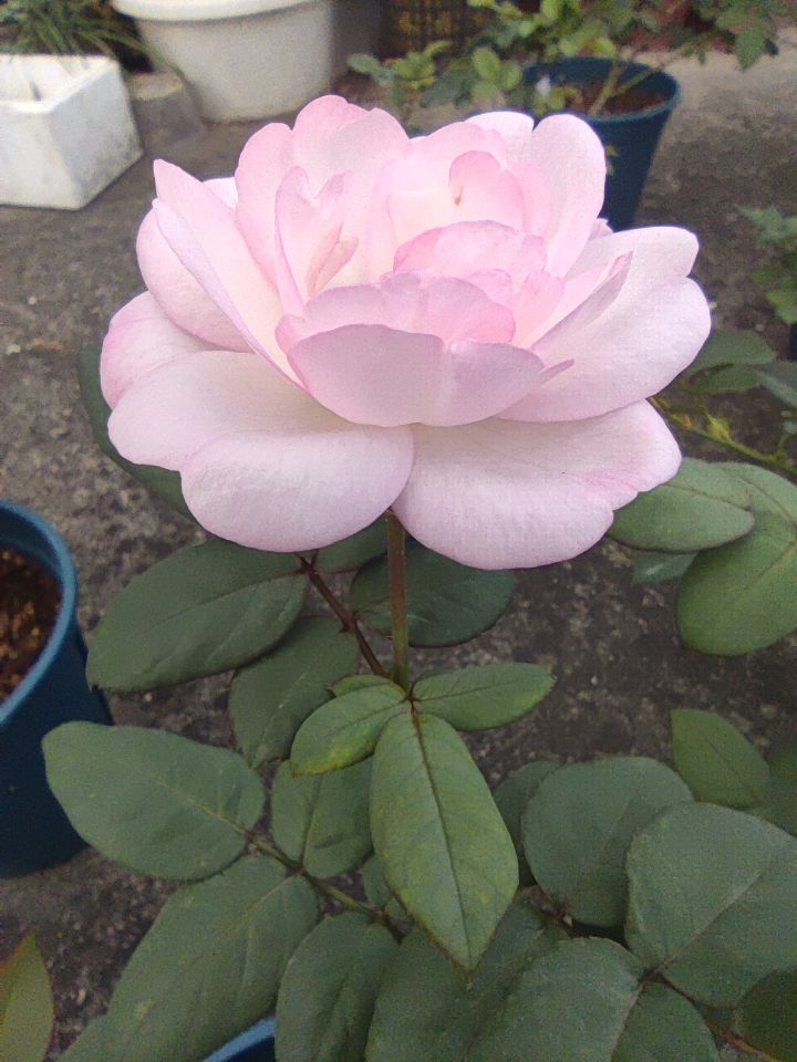 草莓杏仁饼