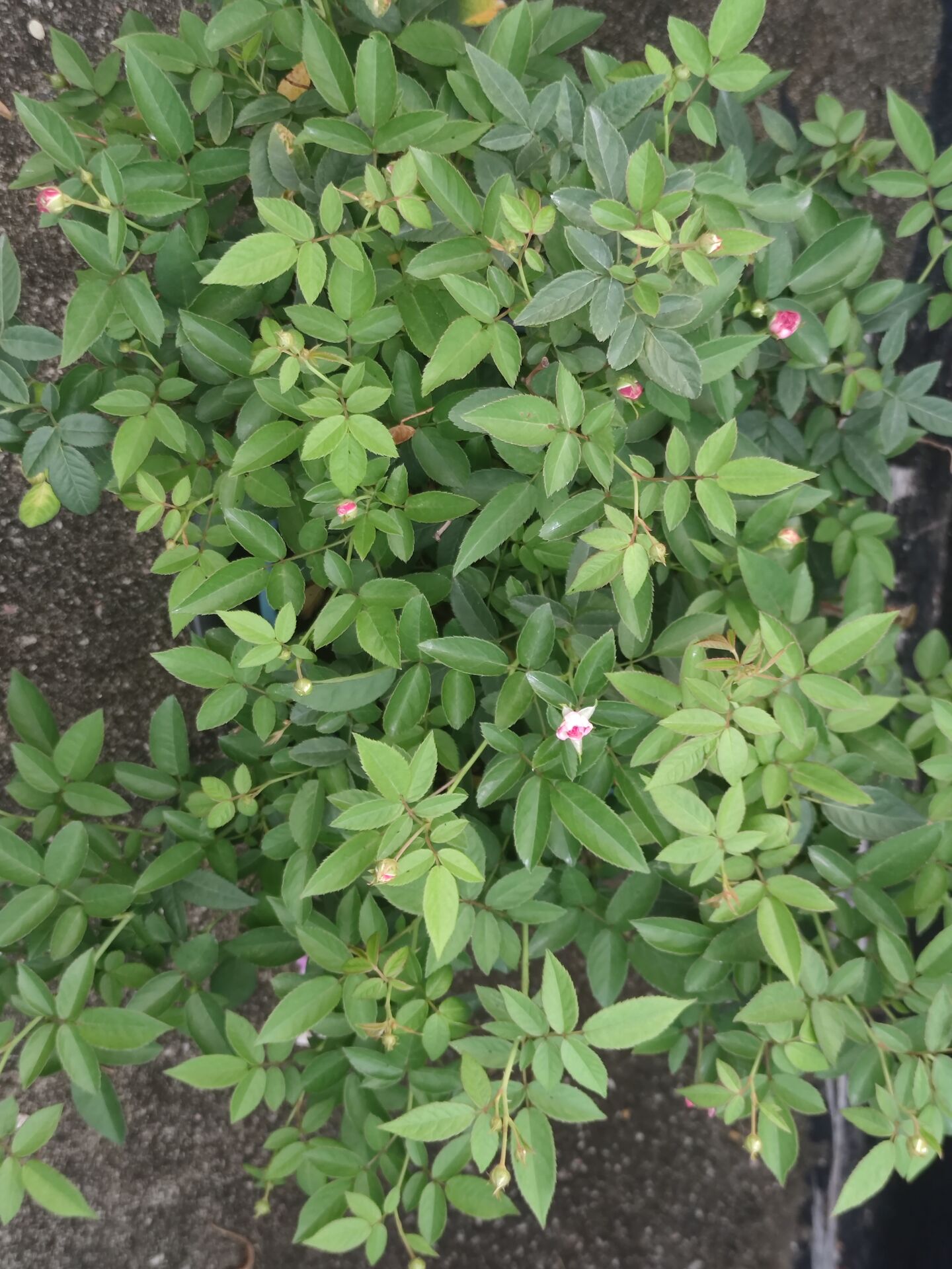 期待花开
