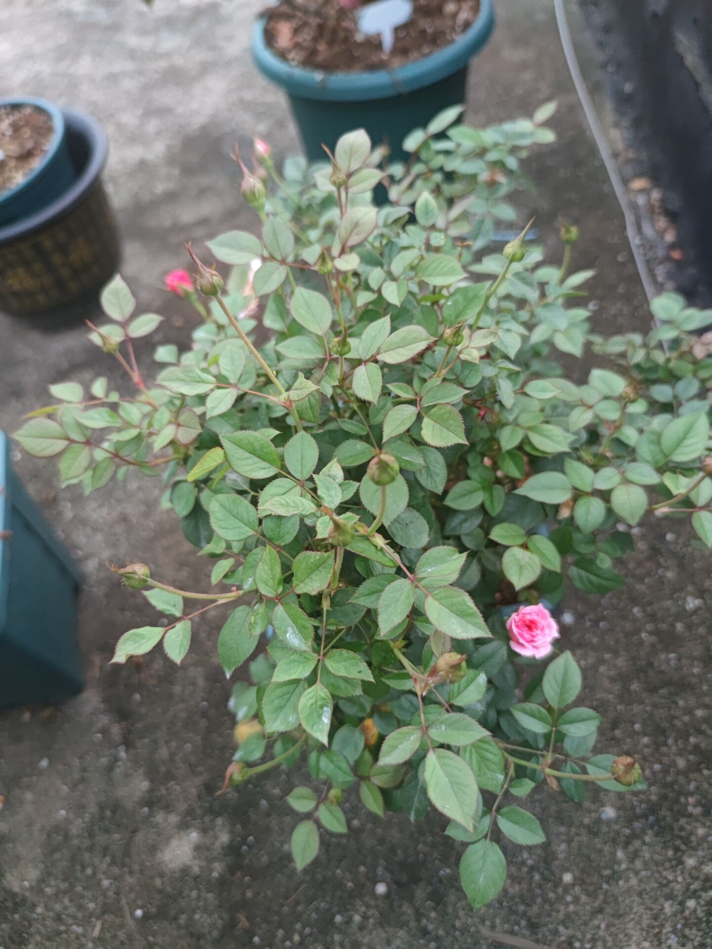 期待花开