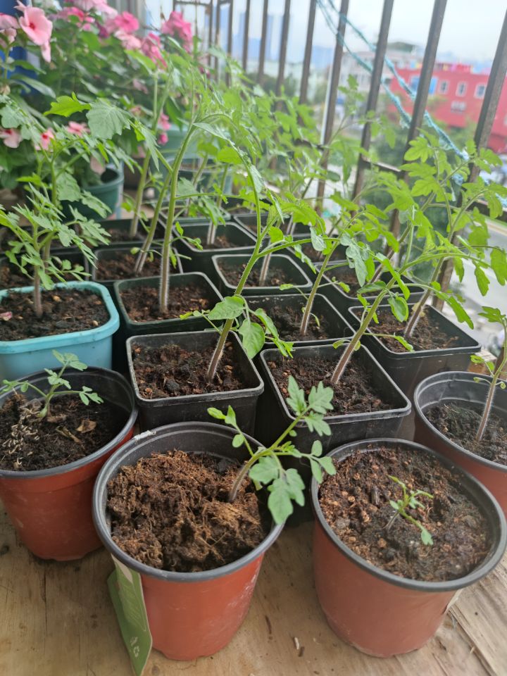 樱桃番茄定植