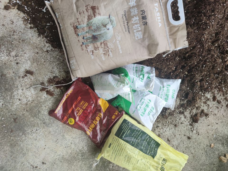 樱桃番茄定植