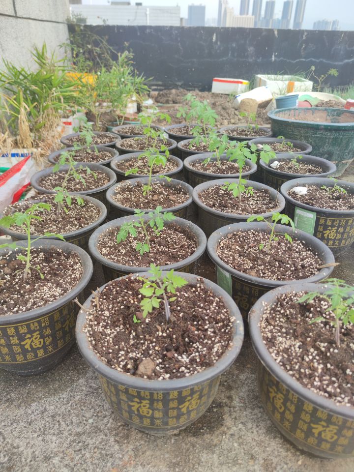 樱桃番茄定植