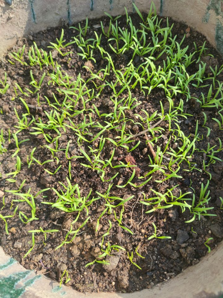 菠菜与菜心