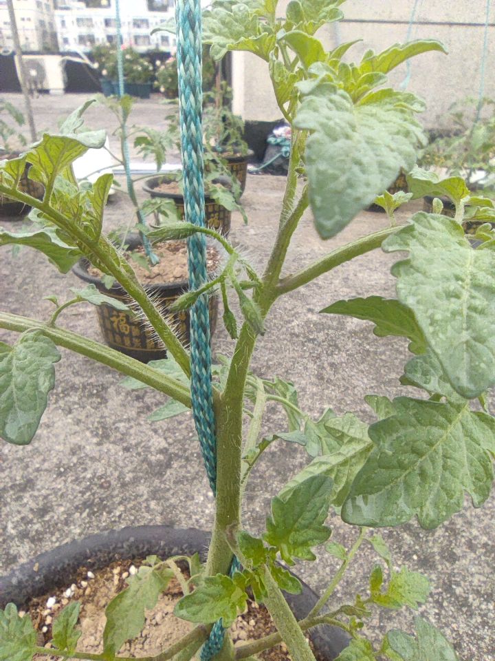 樱桃番茄搭架