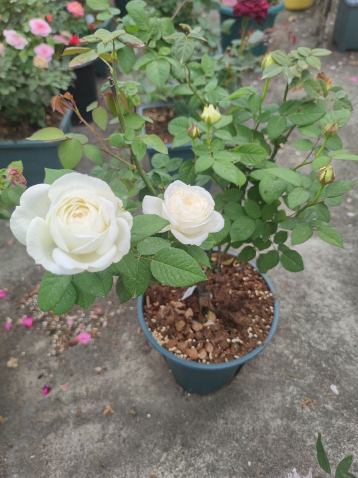 伊芙婚礼之路