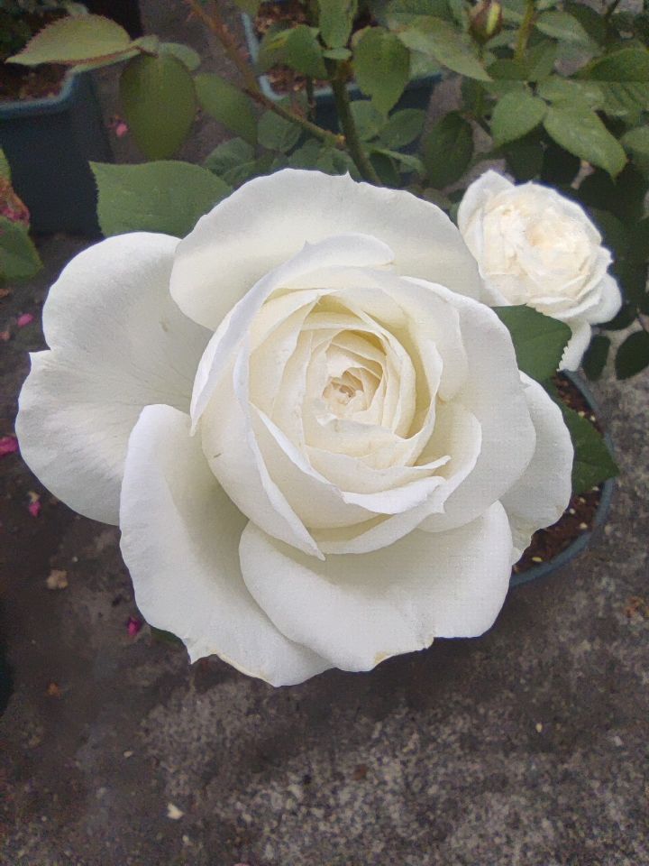 伊芙婚礼之路