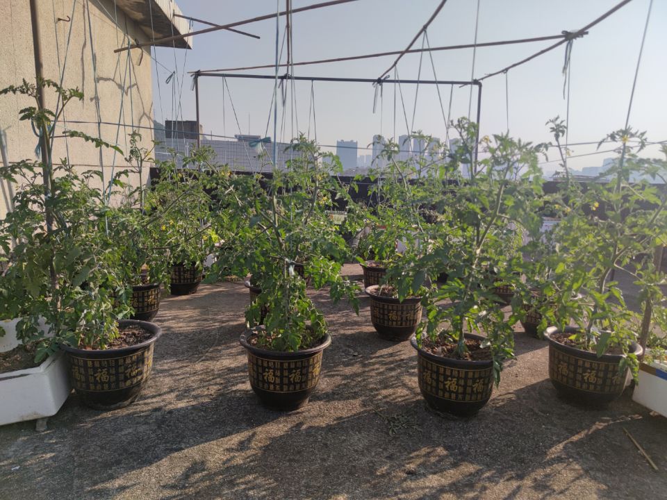 番茄开花结果
