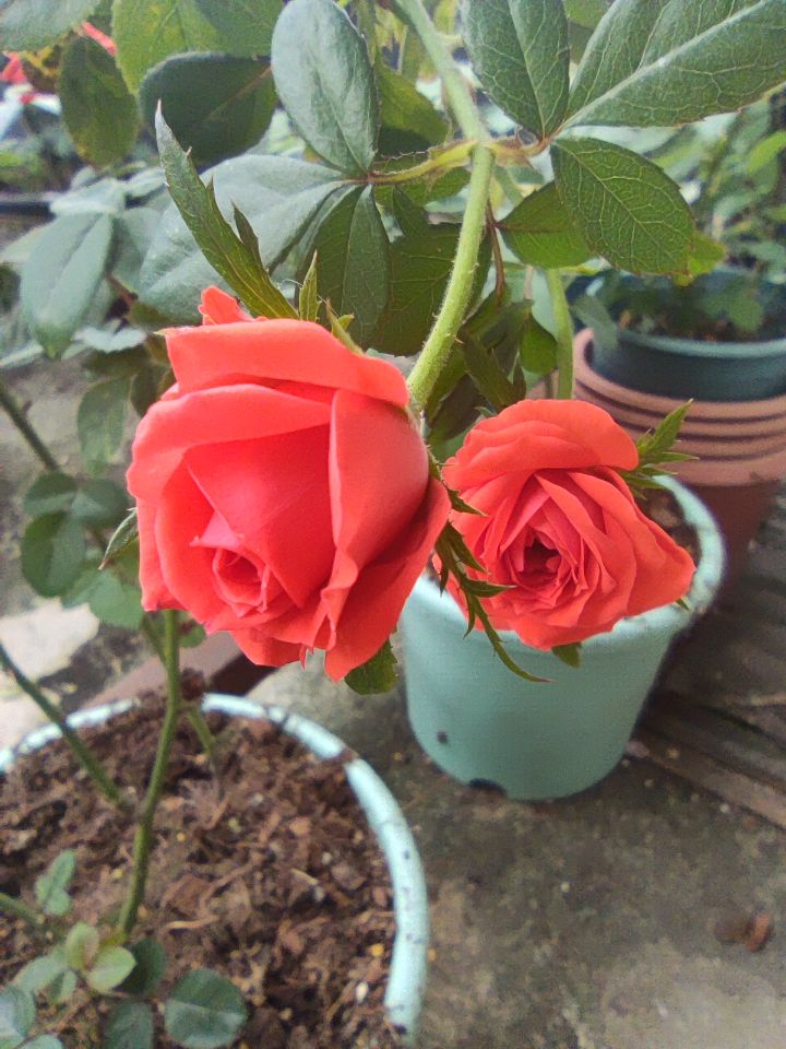 手指大的花
